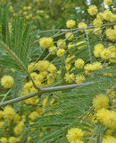 Acacia dealbata 12.jpg