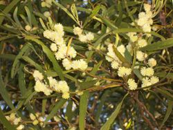 alt=Description de l'image Acacia heterophylla (flowers).JPG.