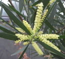 Acacia longifolia 03.jpg