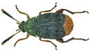 Acanthoscelides obtectus Flickr.jpg