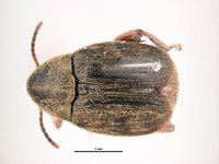 Acanthoscelides obtectus PaDIL135675a.jpg