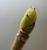 Acer-pseudoplatanus-terminal-bud.JPG