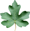 Acer campestre Blatt-SRothbauer.png