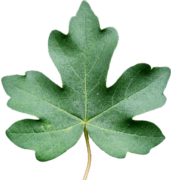 Acer campestre Blatt-SRothbauer.png