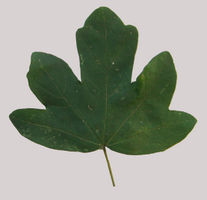 Acer campestre single leaf grey background JR Press.jpg