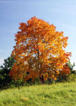 alt=Description de l'image Acer platanoides in autumn colors.JPG.