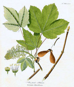 alt=Description de l'image Acer pseudoplatanusAA.jpg.