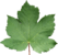 Acer pseudoplatanus Blatt-SRothbauer.png