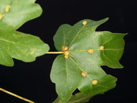 Gallen von Aceria macrochela an den Blättern des Feld-Ahorns (Foto: Siegfried Kehl)