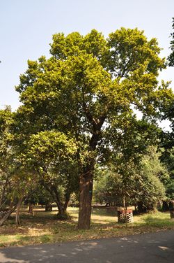 alt=Description de l'image Acharya Jagadish Chandra Bose Indian Botanic Garden - Howrah 2011-01-08 9797.JPG.