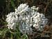 Achillea-millefolium Biel-2 BIB.jpg