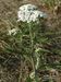 Achillea-millefolium Biel-3 BIB.jpg