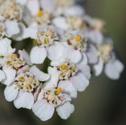 Die Blütenkörbe bestehen aus vier oder fünf Zungenblüten und bis zu zwanzig Röhrenblüten. (Bild: W. Wohlers)