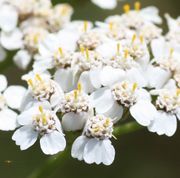 Die Blütenkörbe bestehen aus vier oder fünf Zungenblüten und bis zu zwanzig Röhrenblüten. Die Zungenblüten haben nur Narben. (Bild: W. Wohlers)