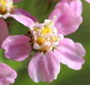 Die Zungenblüten haben nur Narben. Dies trifft auch auf einige Röhrenblüten zu. (Bild: W. Wohlers)