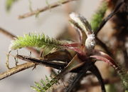 Links ein altes Blatt mit den weit auseinanderliegenden Fiedern. Bei jungen Blättern sind die Fiederblättchen eng gepackt. (Bild: W. Wohlers)