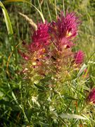 Acker-Wachtelweizen (Melampyrum arvense; Foto: Markus Hagenlocher)