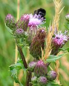 Acker-Kratzdistel (Cirsium arvense; Foto: Mussklprozz)