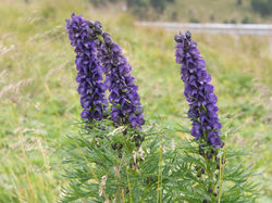 Aconitum napellus, Infloreszenz