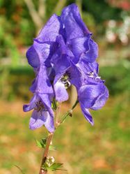 Aconitum carmichaelii cv. 'Arendsii'