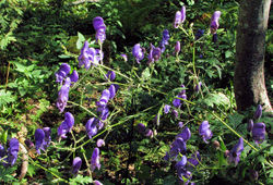 Aconitum degenii subsp. paniculatum