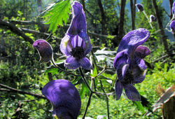 Aconitum degenii subsp. paniculatum