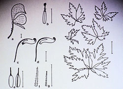 Aconitum degenii subsp. paniculatum var. turrachense