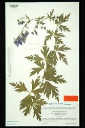 Aconitum degenii subsp. rhaeticum