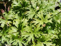 Aconitum vulparia, Gelber Eisenhut, Blätter