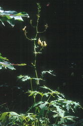 Aconitum lycoctonum subsp. lycoctonum