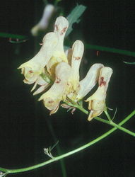 Aconitum lycoctonum subsp. lycoctonum