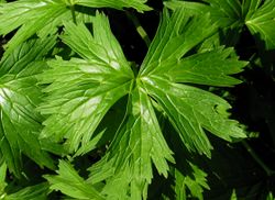 Aconitum lycoctonum subsp. lycoctonum