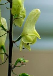 Aconitum lycoctonum subsp. vulparia