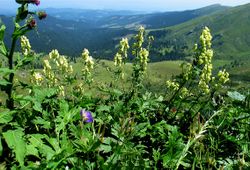 Aconitum lycoctonum subsp. vulparia