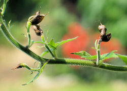 Aconitum lycoctonum subsp. vulparia