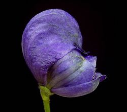 Aconitum napellus, Blüte von der Seite