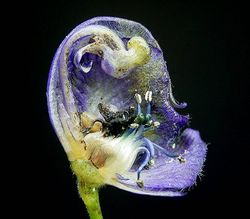 Aconitum napellus, Blüte von innen