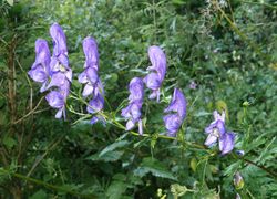 Aconitum variegatum, Infloreszenz und Blätter