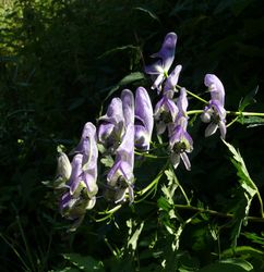 Aconitum variegatum, Infloreszenz und Blätter