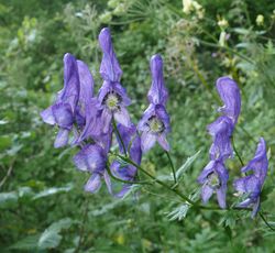 Aconitum variegatum, Infloreszenz