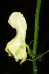 Aconitum vulparia, Gelber Eisenhut, Einzelblüte