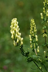 Aconitum vulparia, Gelber Eisenhut, Infloreszenz