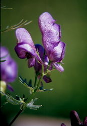 Aconitum ×acutum