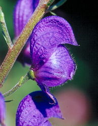 Aconitum ×bavaricum nsubsp. bavaricum