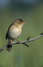 Sumpfrohrsänger – Acrocephalus palustris:  Marek Szczepanek, CC BY-SA 3.0