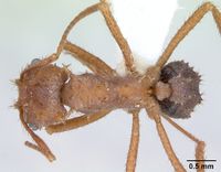 Acromyrmex coronatus casent0173791 dorsal 1.jpg