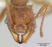 Acromyrmex coronatus casent0173791 head 1.jpg