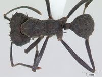 Acromyrmex lundii casent0173797 dorsal 1.jpg