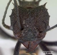 Acromyrmex lundii casent0173797 head 1.jpg