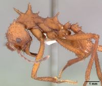 Acromyrmex octospinosus psw7796-21 profile 1.jpg